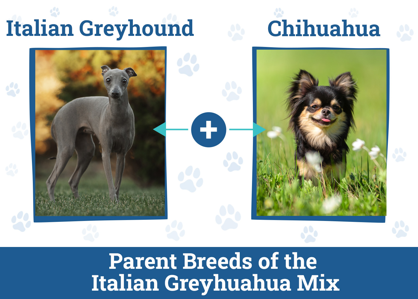 Italian Greyhuahua Mix