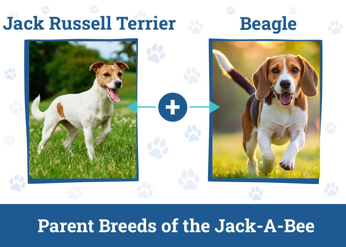 Parent Breeds of the Jack-A-Bee