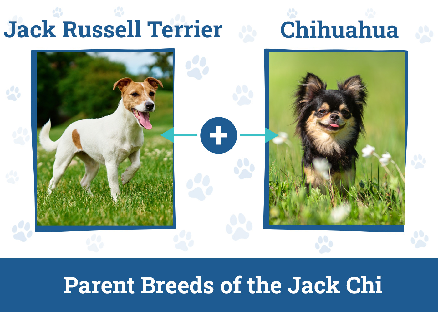 Parent Breeds of the Jack Chi