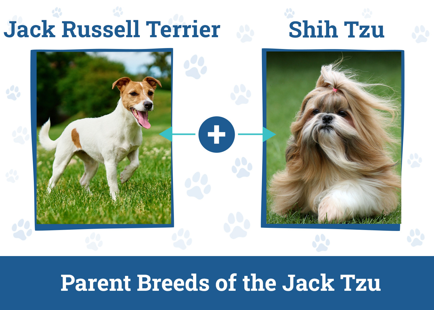 Parent Breeds of the Jack Tzu