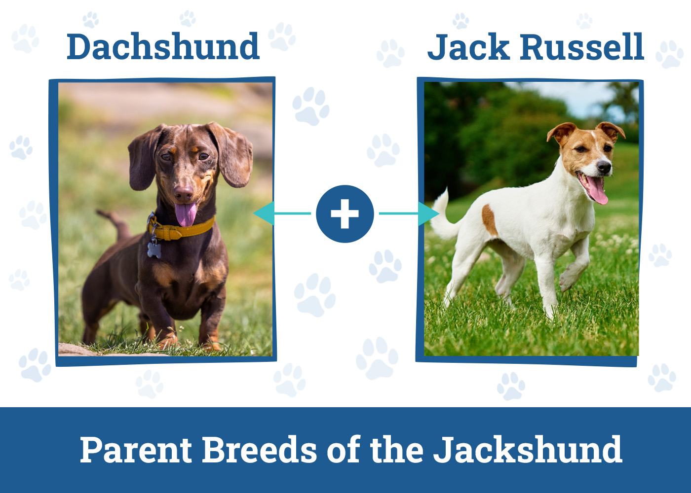 Parent Breeds of the Jackshund