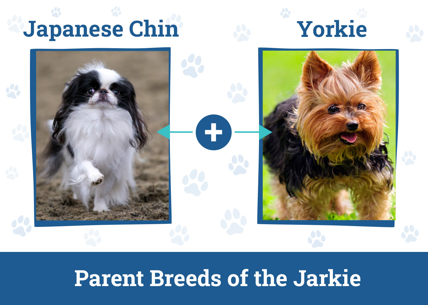 Parent Breeds of the Jarkie