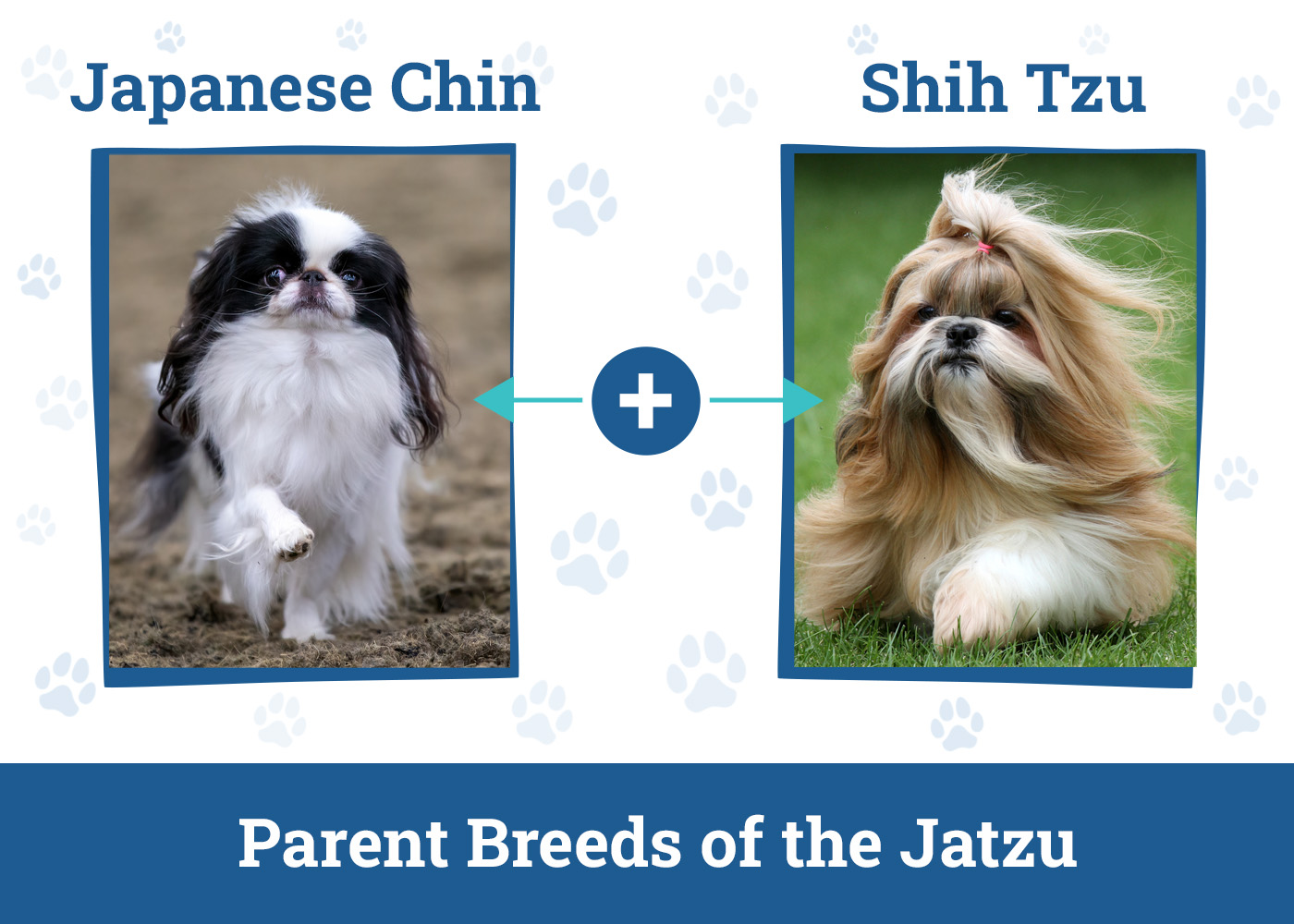 Parent Breeds of the Jatzu