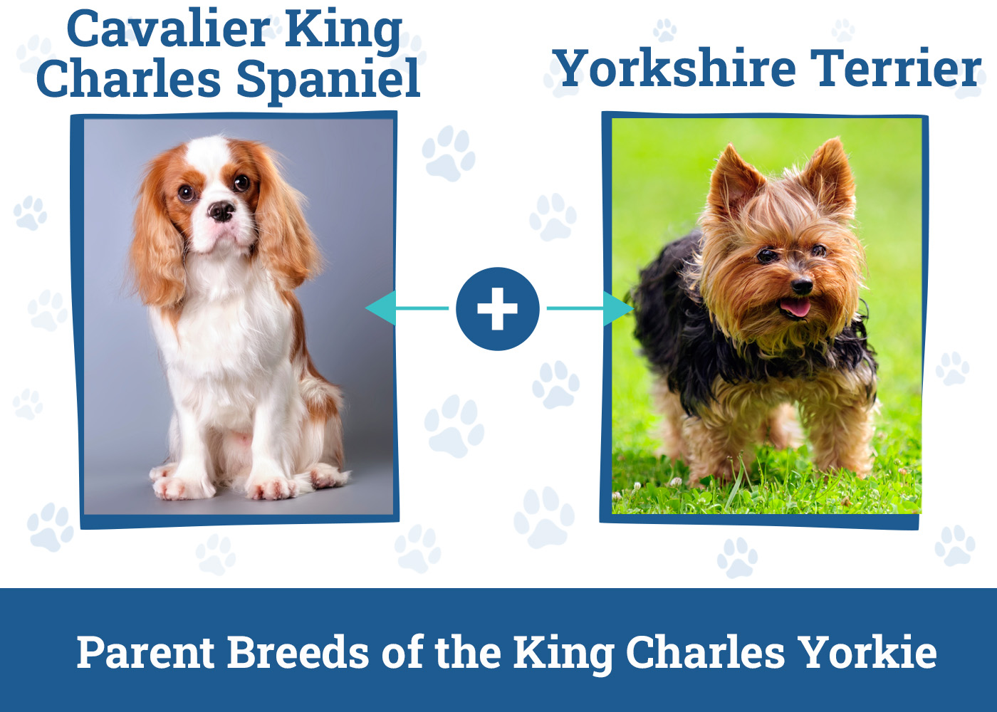 Parent Breeds of the King Charles Yorkie