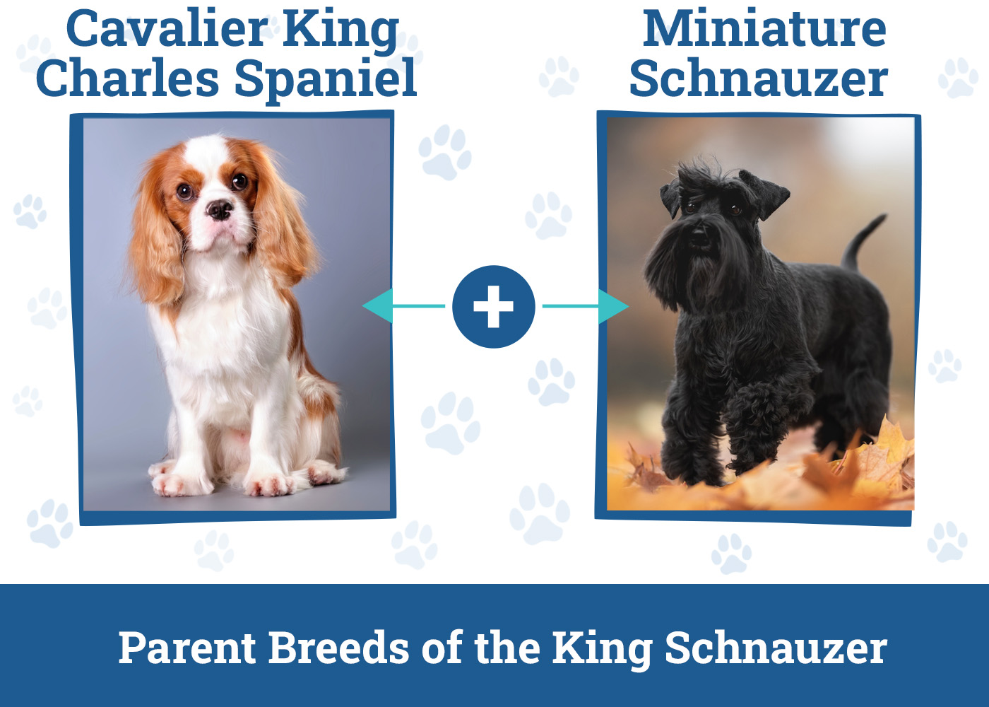 Parent Breeds of the King Schnauzer