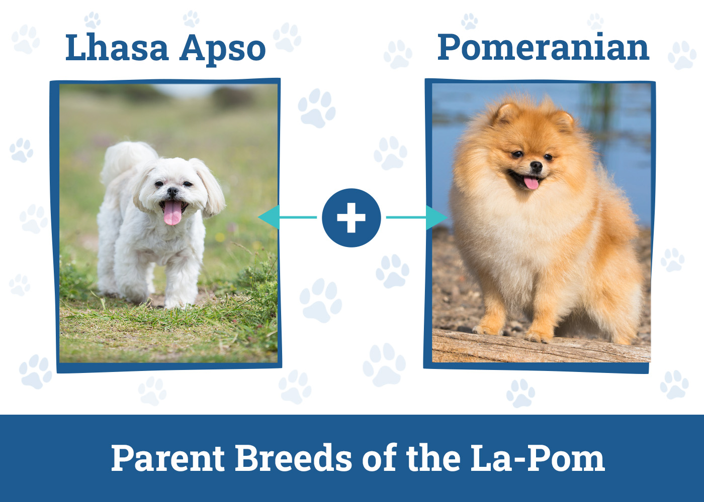 Parent Breeds of the La-Pom