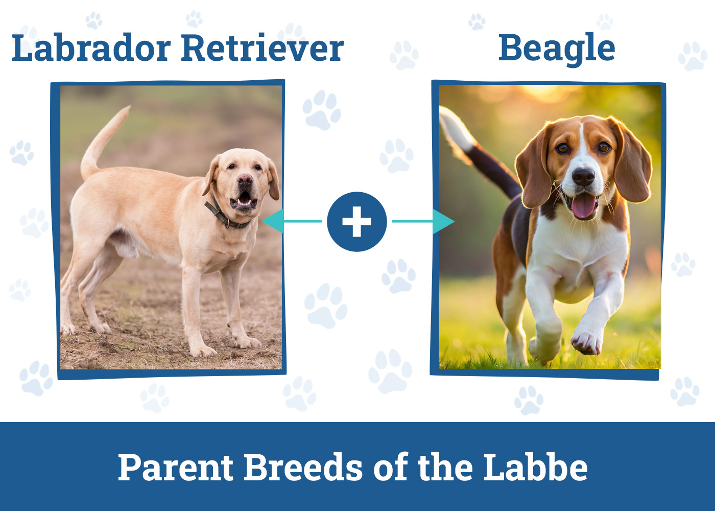Parent Breeds of the Labbe