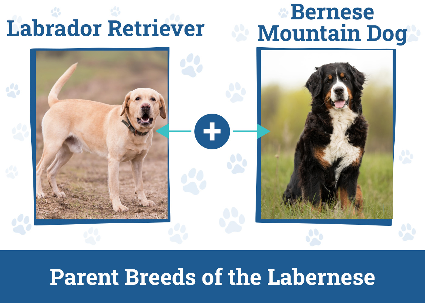 Parent Breeds of the Labernese