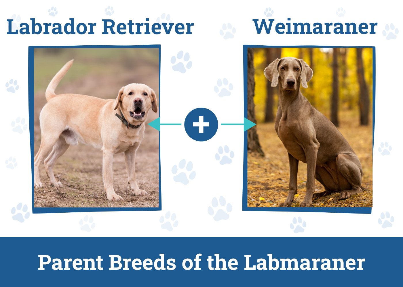 Parent Breeds of the Labmaraner