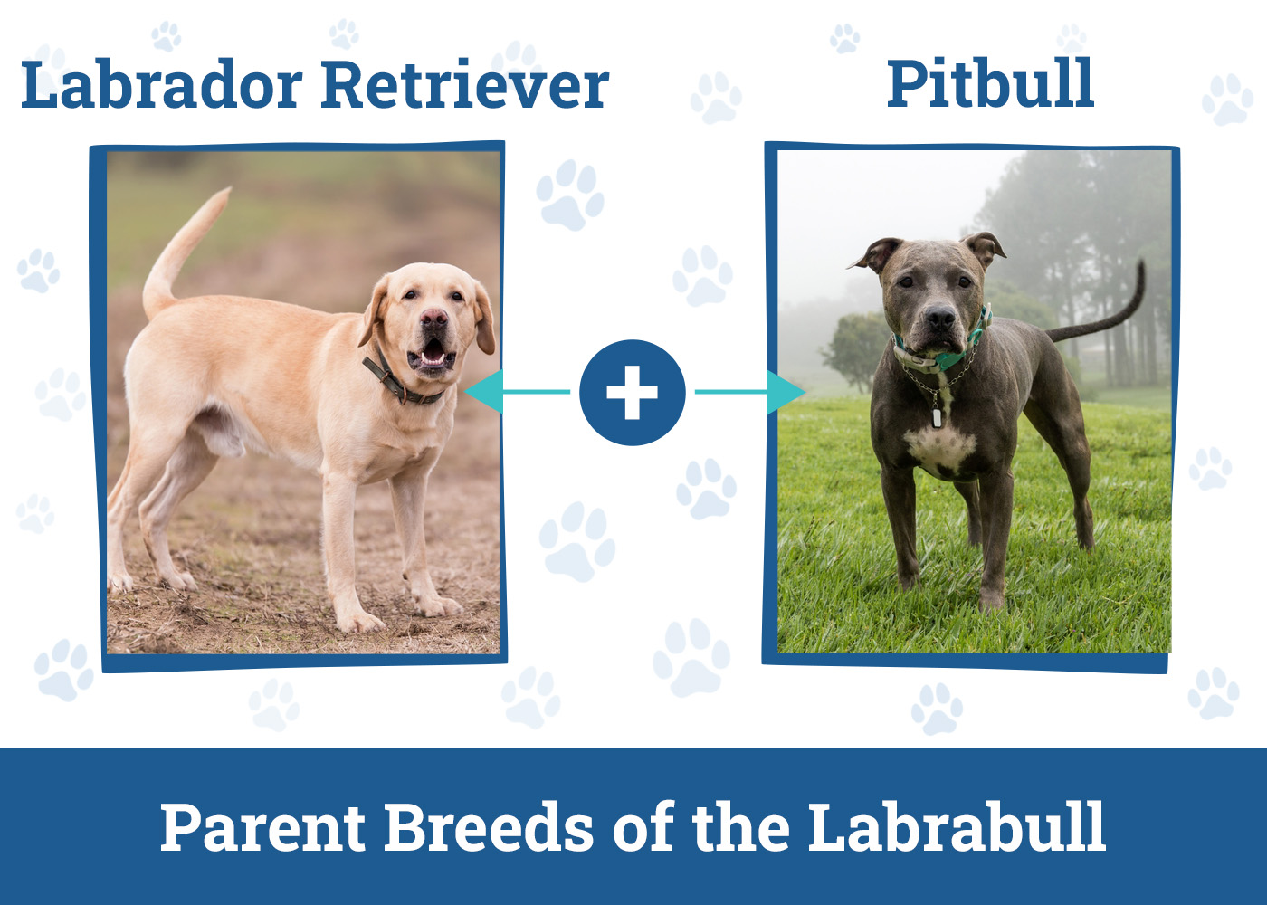 Parent Breeds of the Labrabull