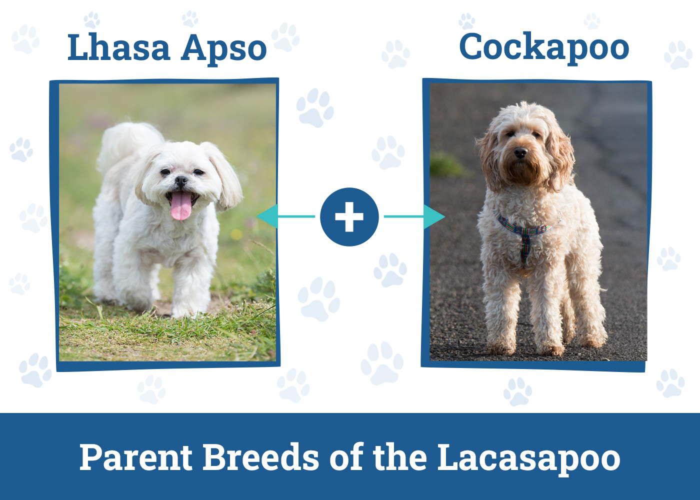 Parent Breeds of the Lacasapoo