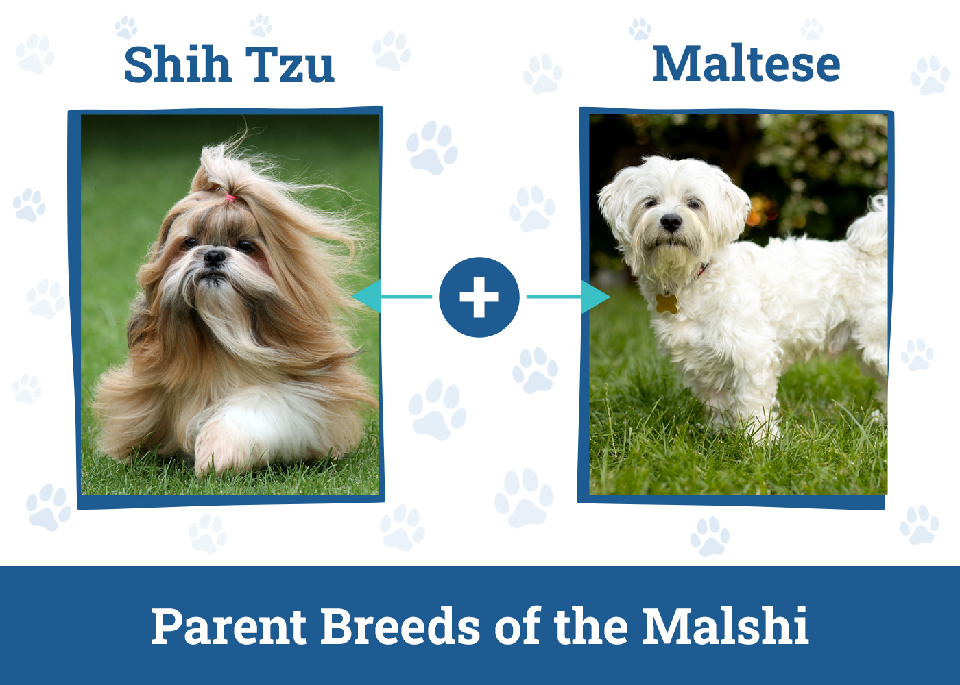 Parent Breeds of the Malshi