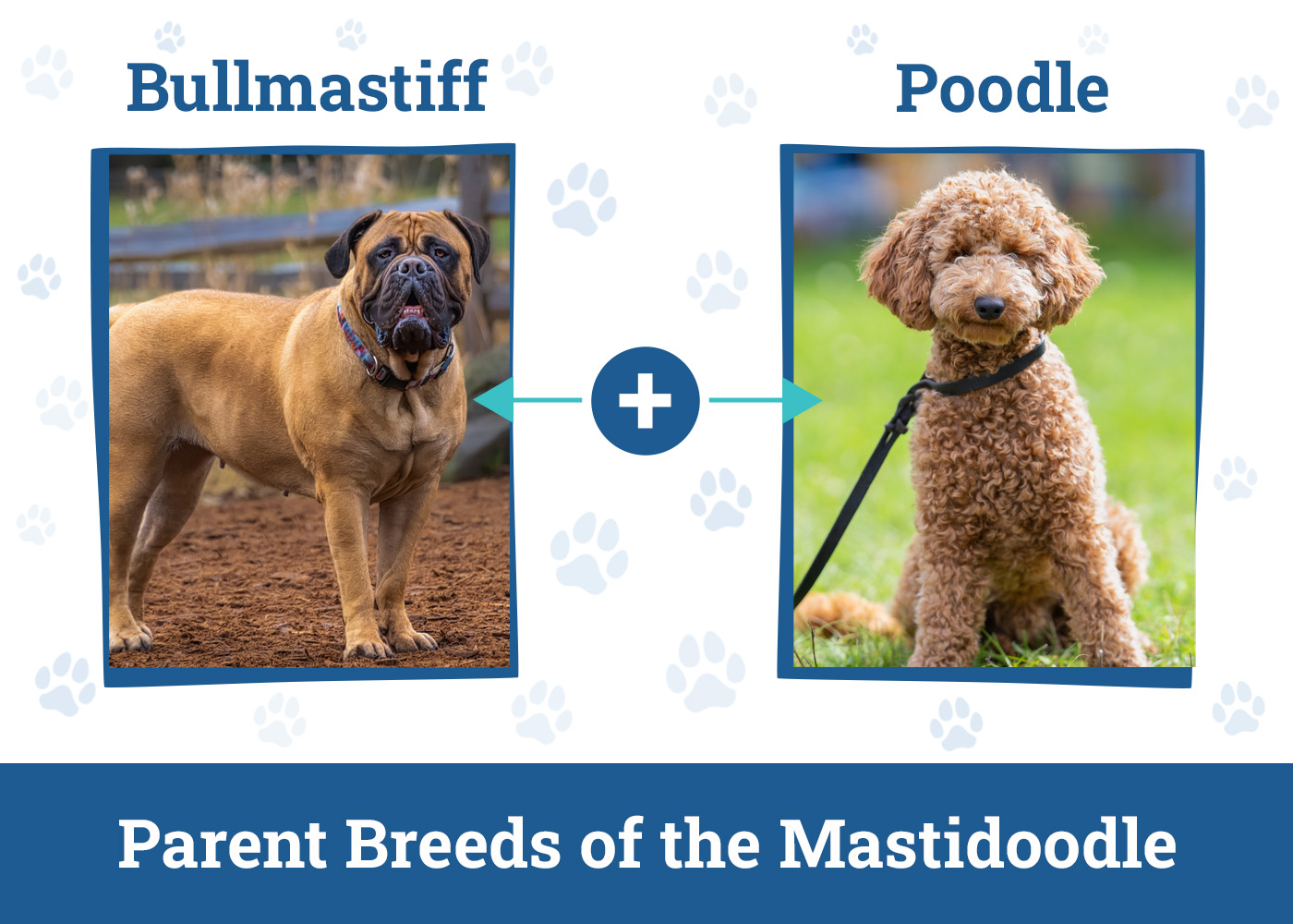 Parent Breeds of the Mastidoodle