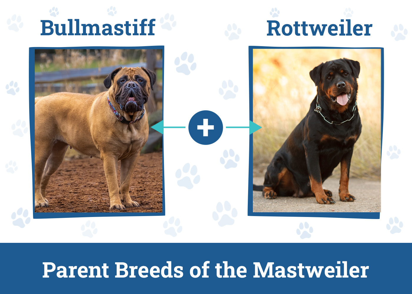 Parent Breeds of the Mastweiler