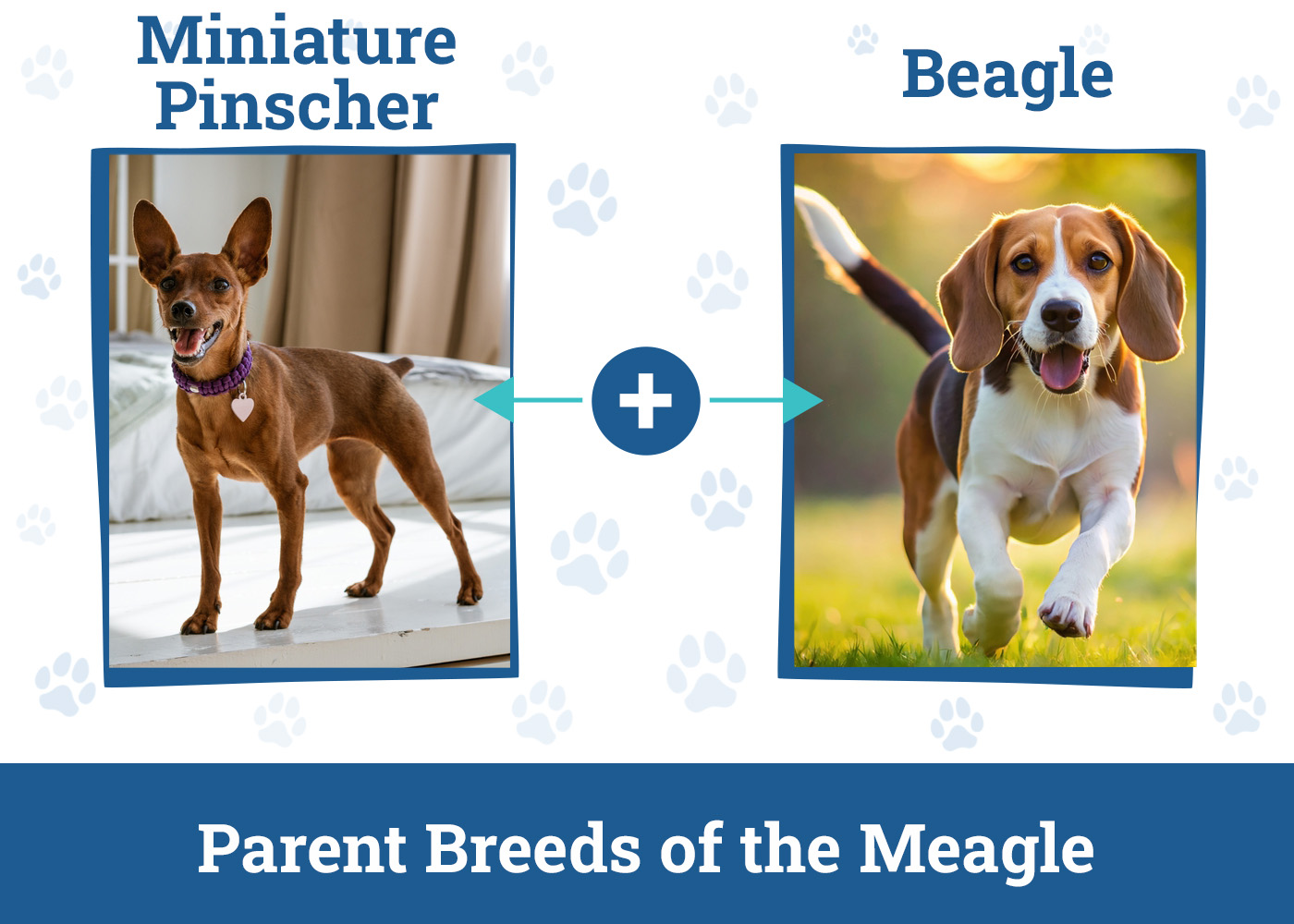 Parent Breeds of the Meagle