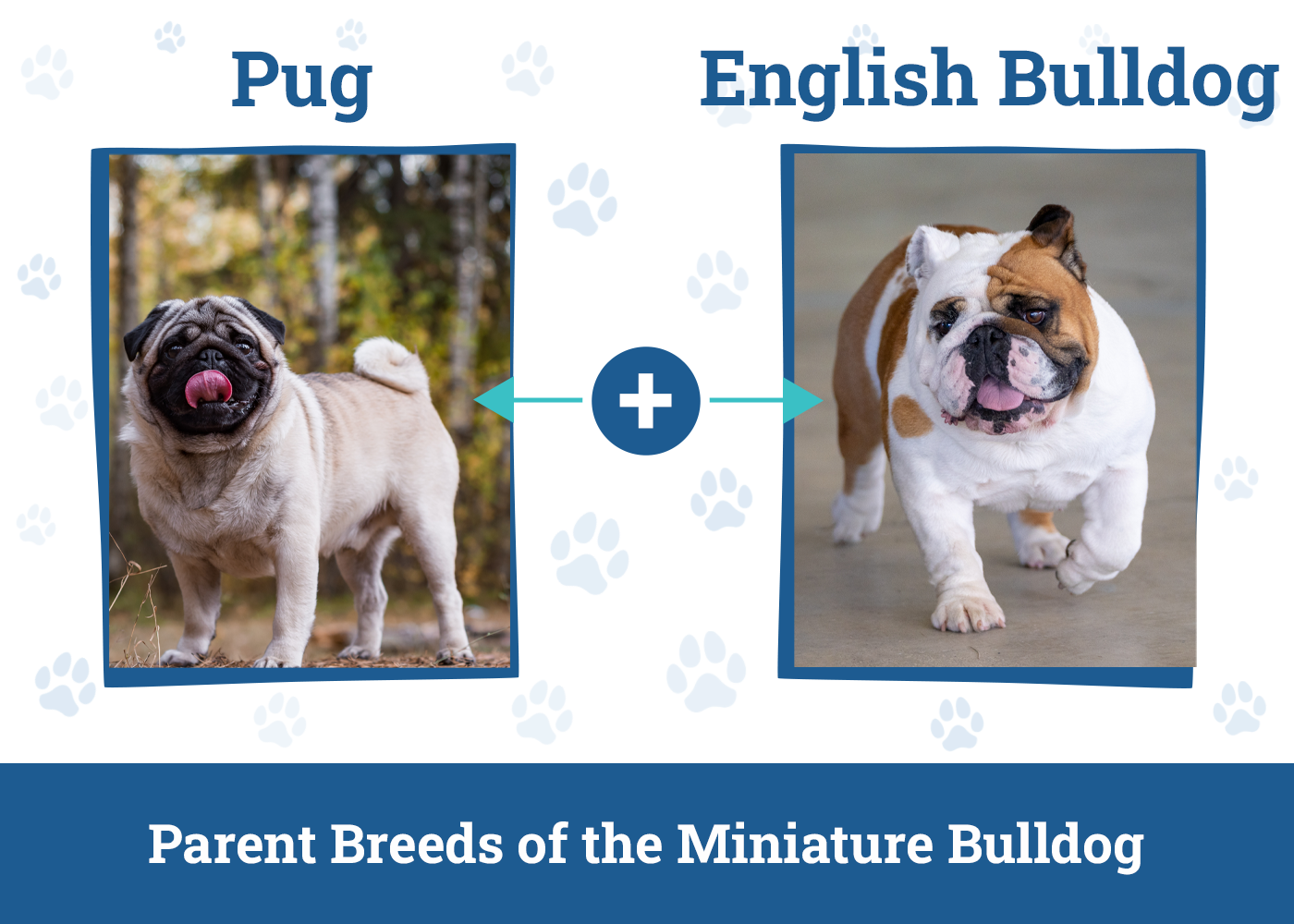 Parent Breeds of the Miniature Bulldog