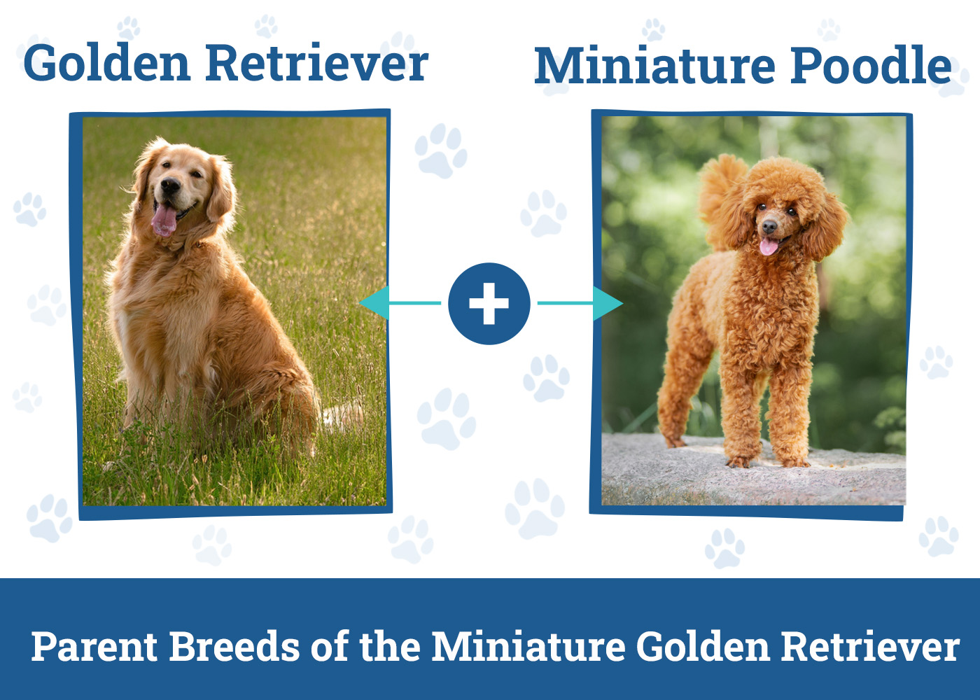 Parent Breeds of the Miniature Golden Retriever
