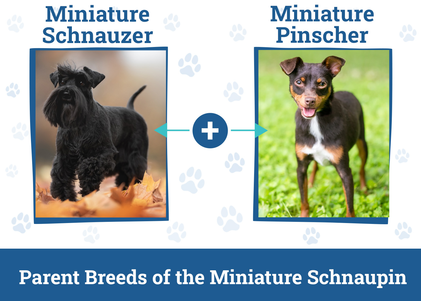 Parent Breeds of the Miniature Schnaupin