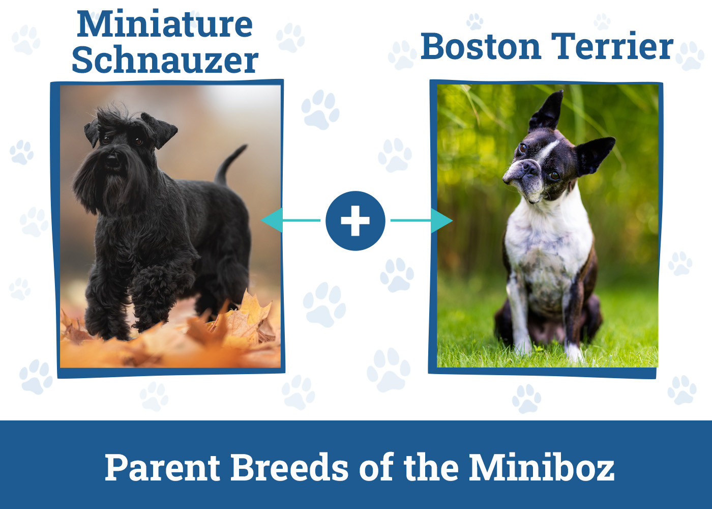 Parent Breeds of the Miniboz