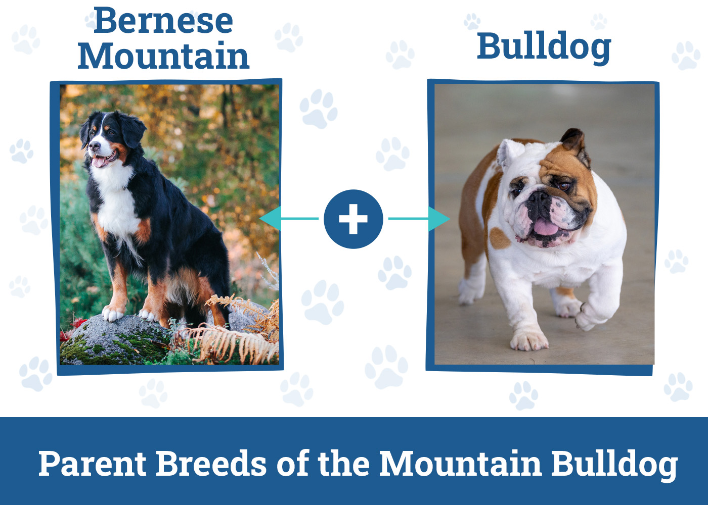 Parent Breeds of the Mountain Bulldog