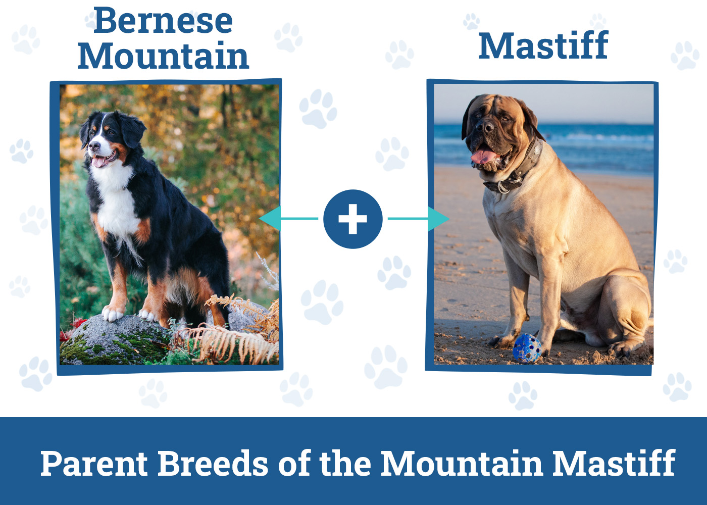 Parent Breeds of the Mountain Mastiff