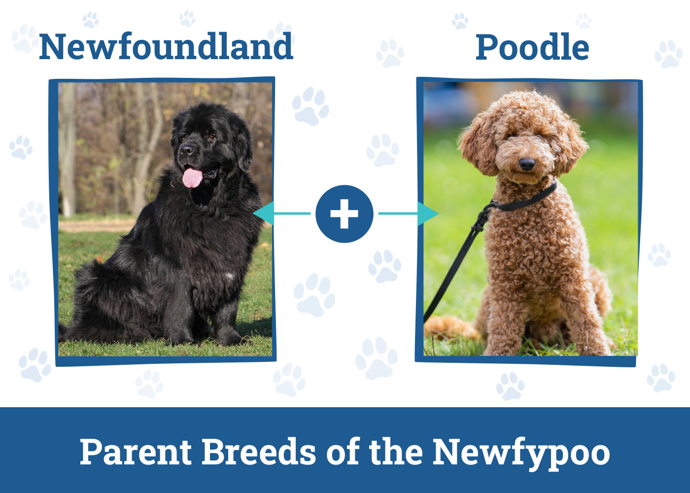 Parent Breeds of the Newfypoo