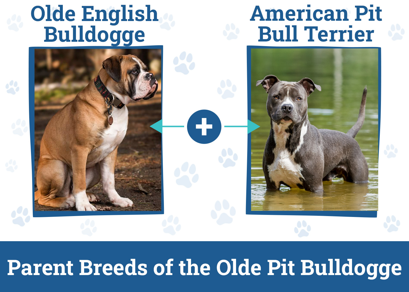 Parent Breeds of the Olde Pit Bulldogge