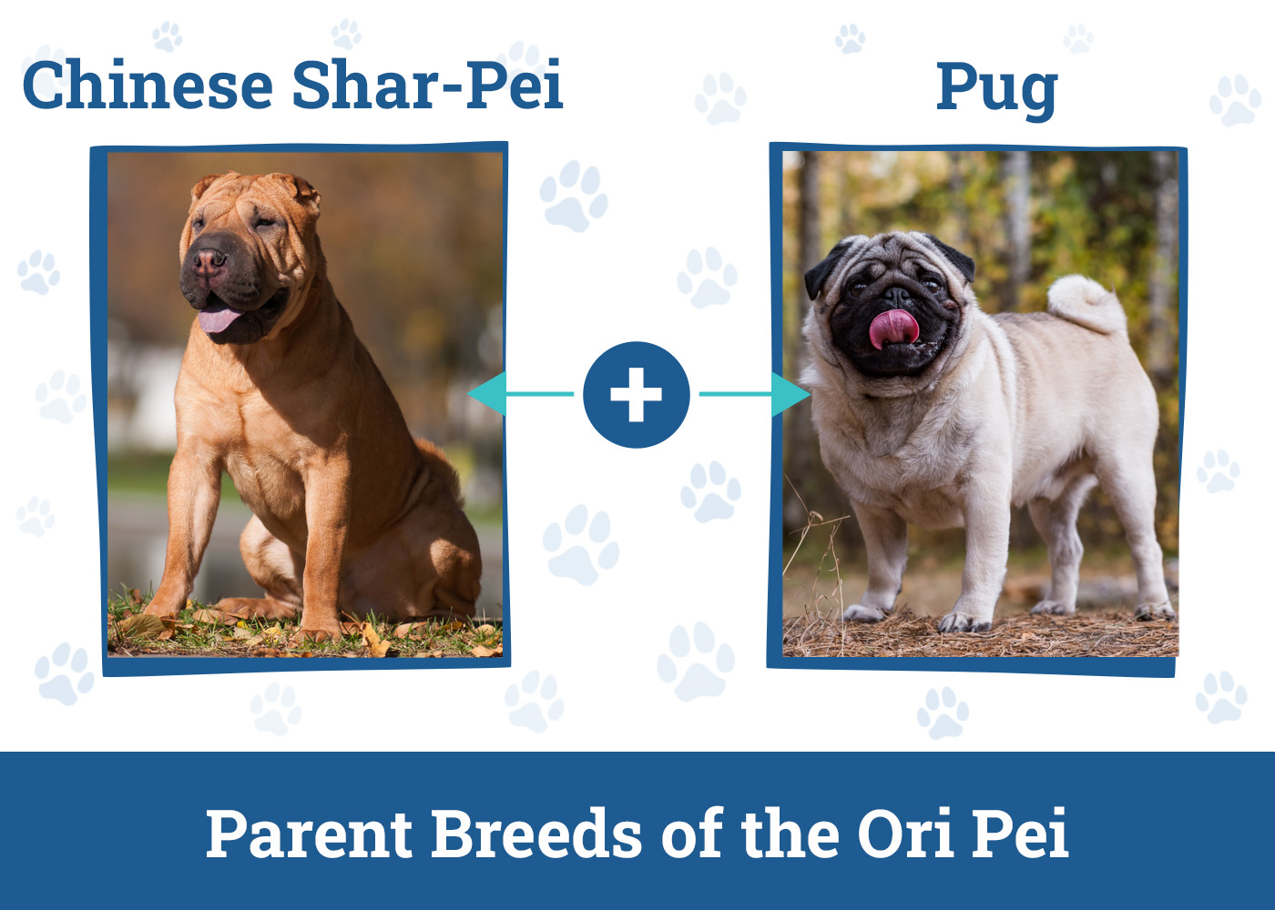 Parent Breeds of the Ori Pei