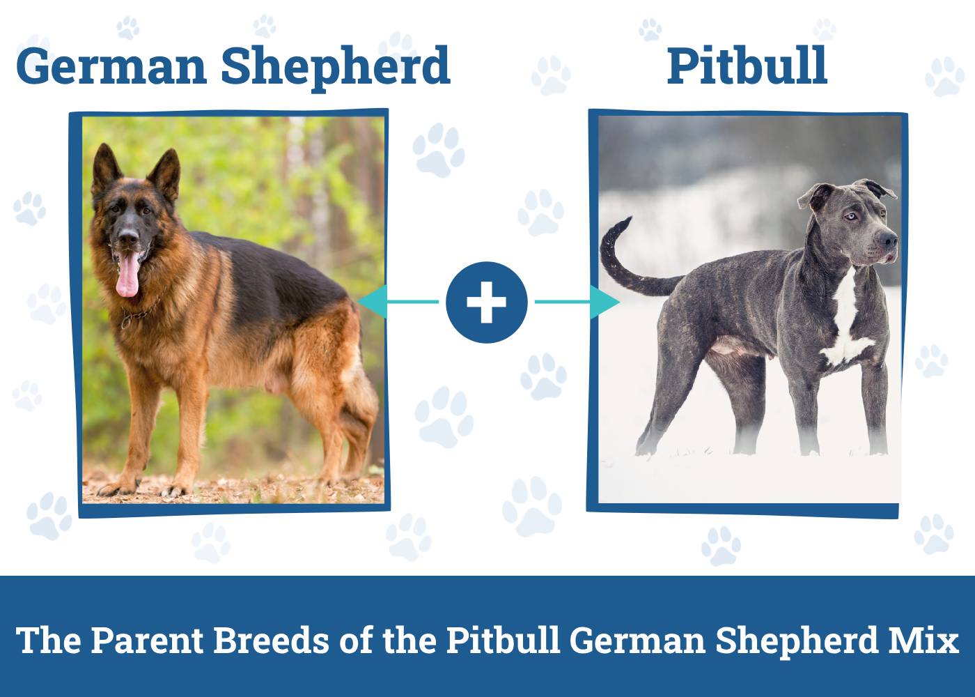 Parent Breeds of the Pitbull German Shepherd Mix