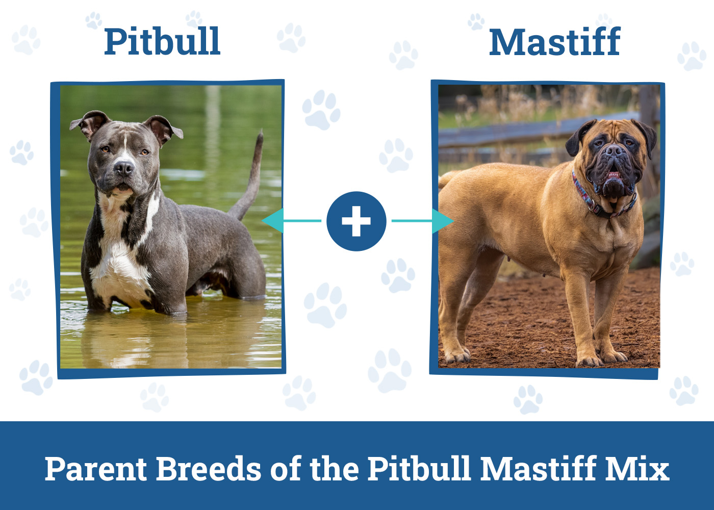 Parent Breeds of the Pitbull Mastiff Mix