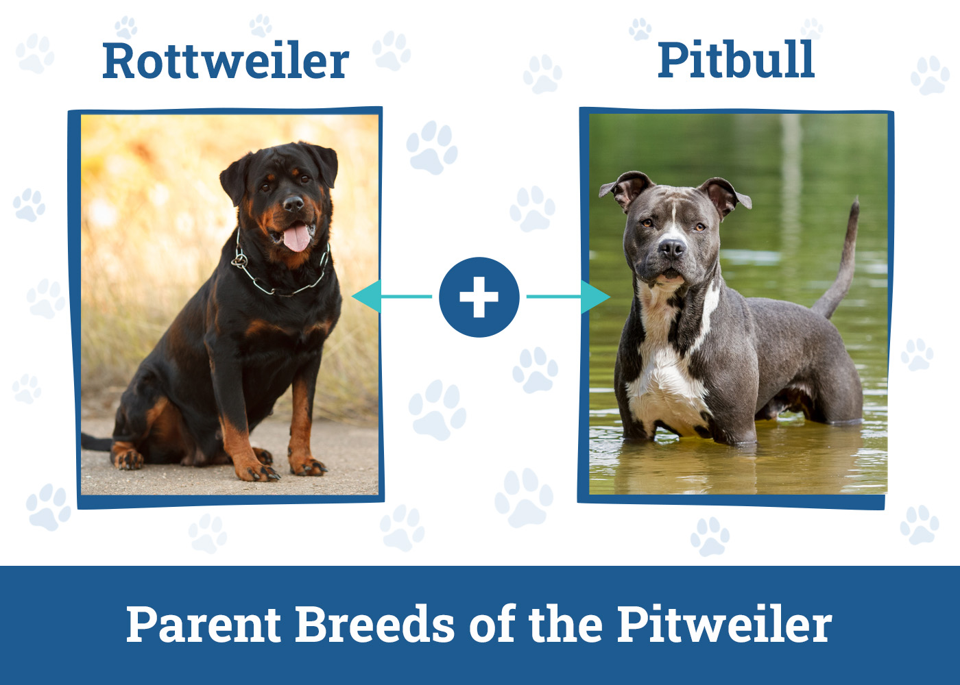 Parent Breeds of the Pitweiler