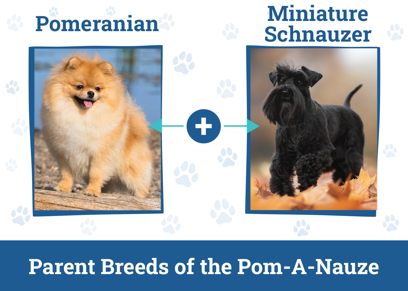Parent Breeds of the Pom-A-Nauze