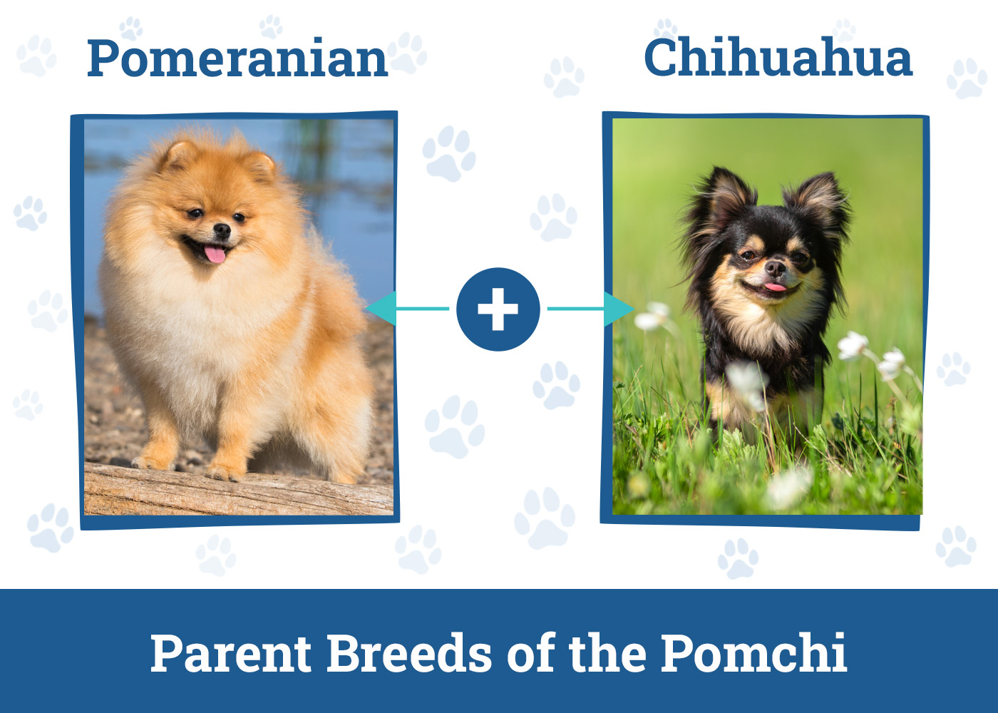 Parent Breeds of the Pomchi