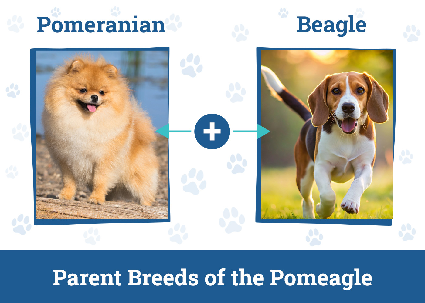 Parent Breeds of the Pomeagle