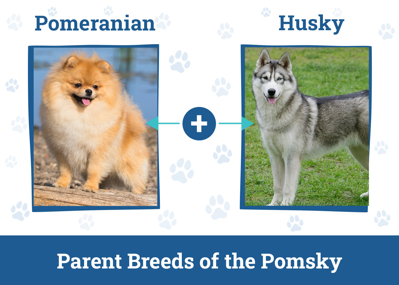 Parent Breeds of the Pomsky