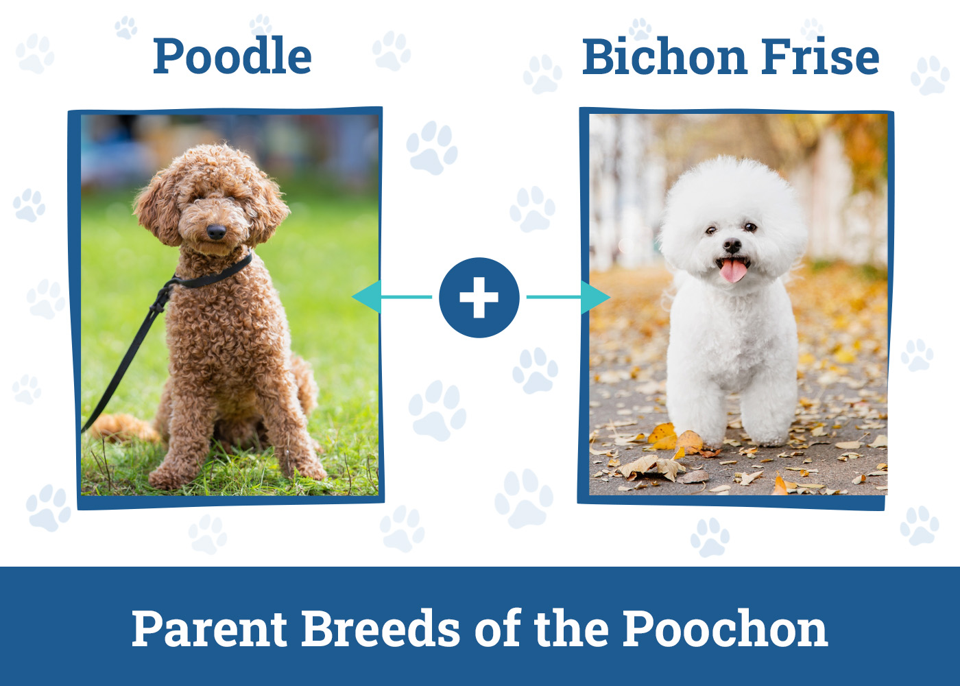 Parent Breeds of the Poochon
