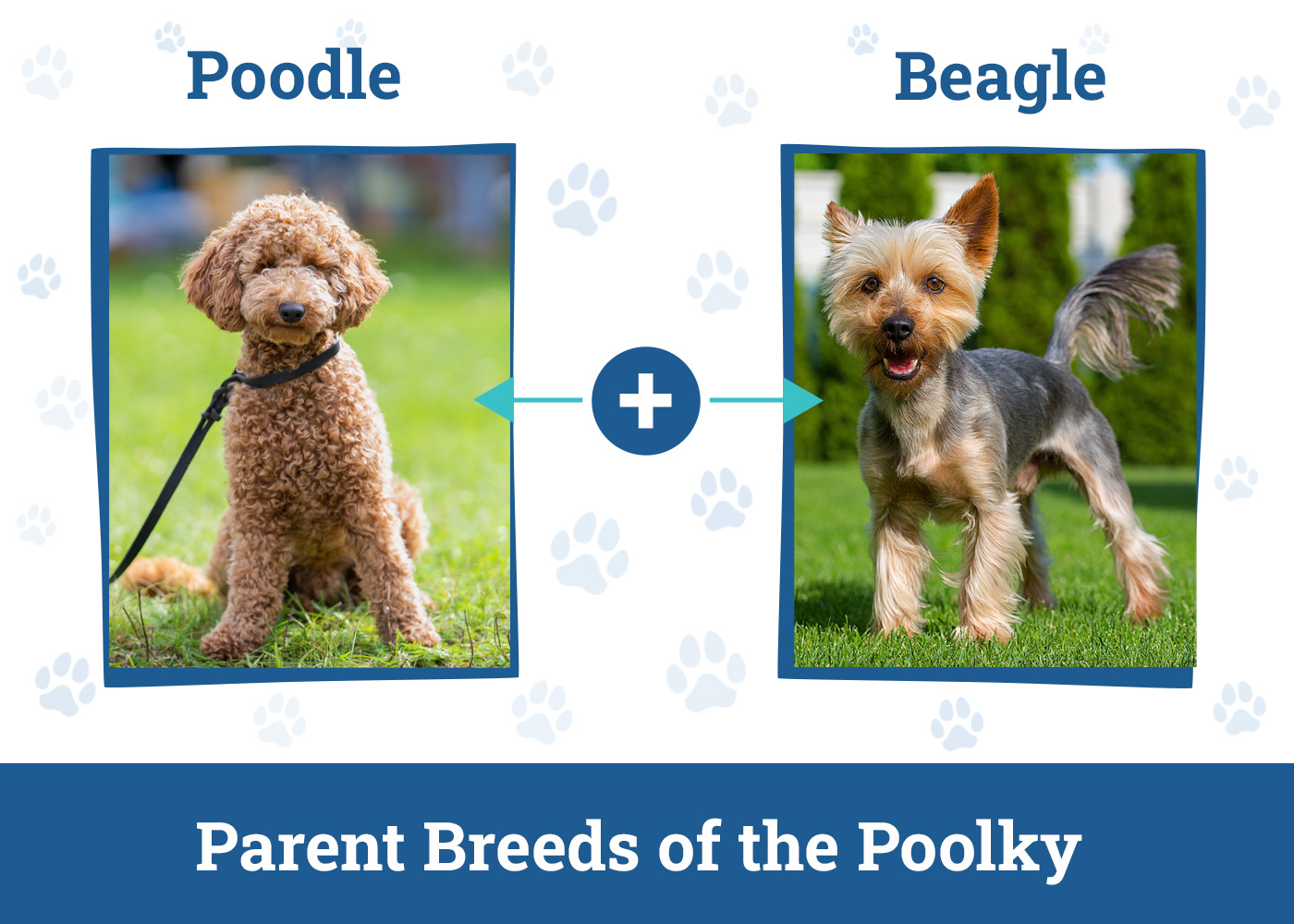 Parent Breeds of the Poolky