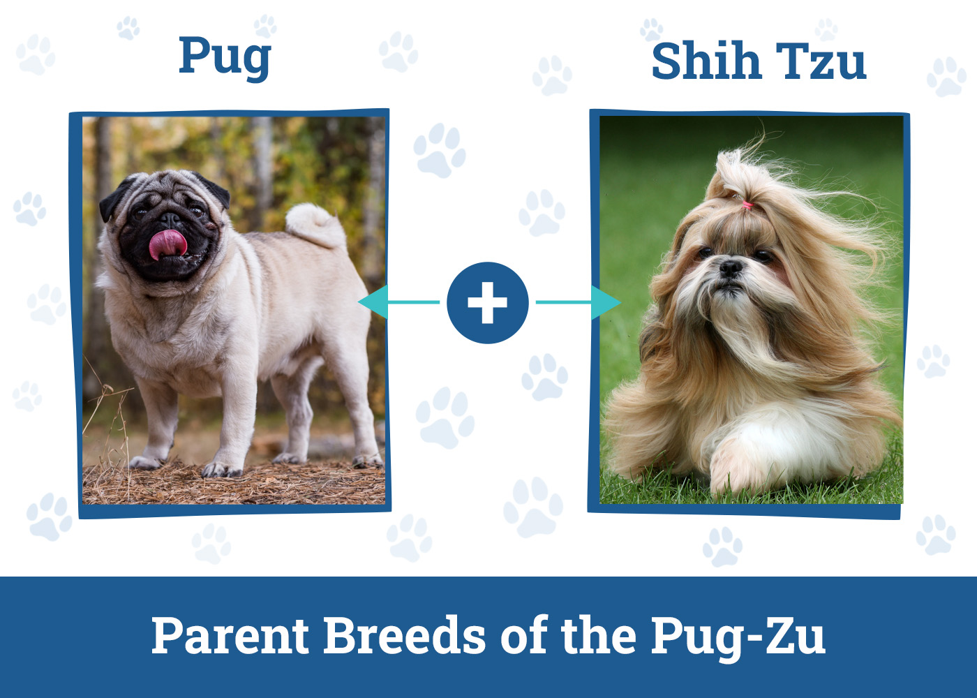 Parent Breeds of the Pug-Zu