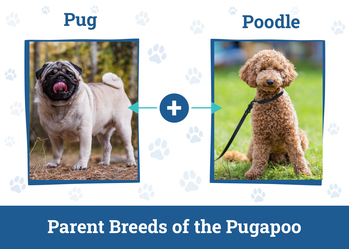 Parent Breeds of the Pugapoo
