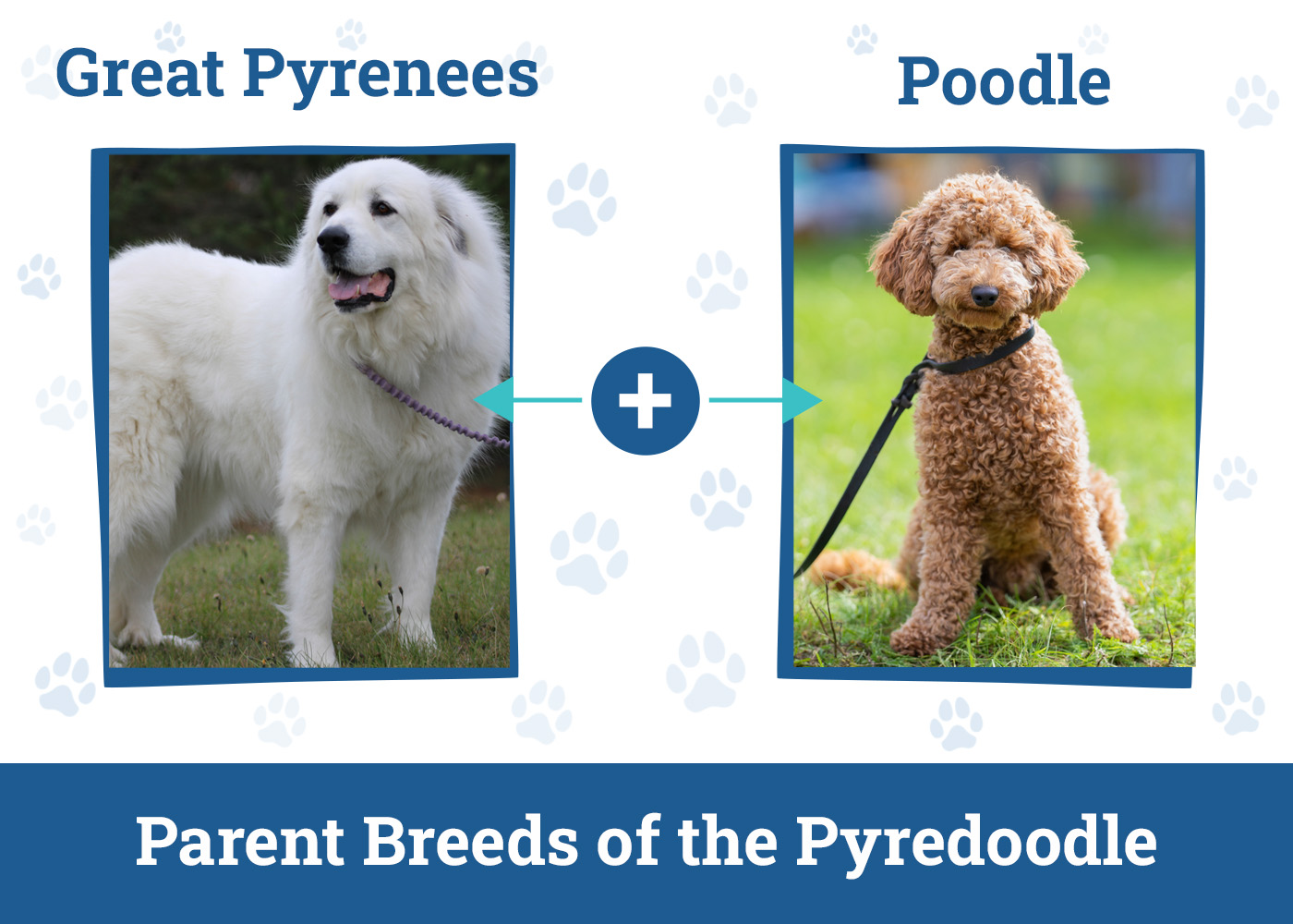 Parent Breeds of the Pyredoodle