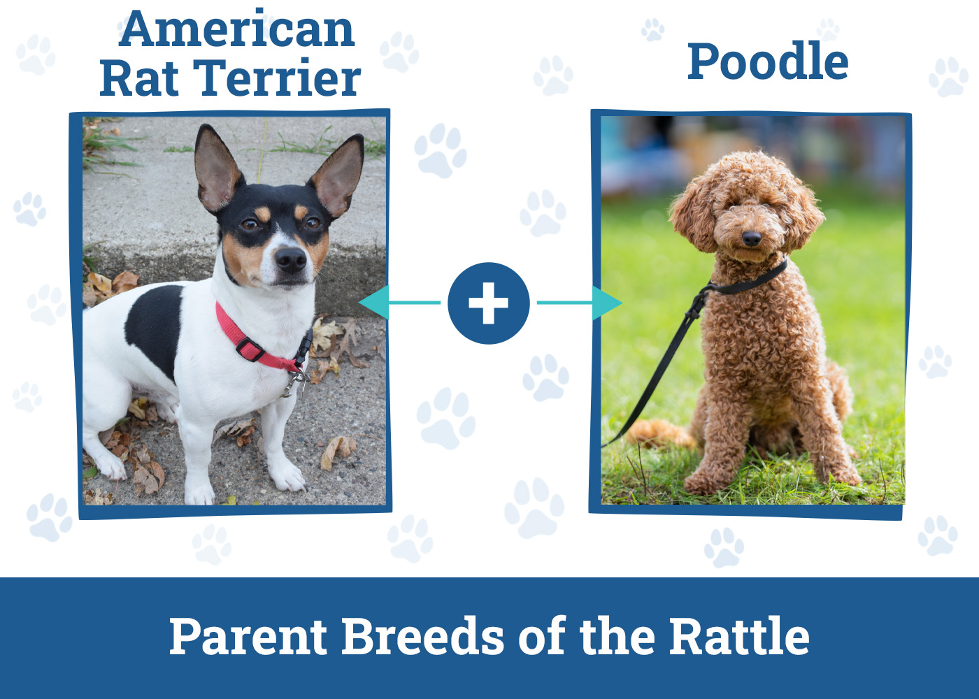 Parent Breeds of the Rattle