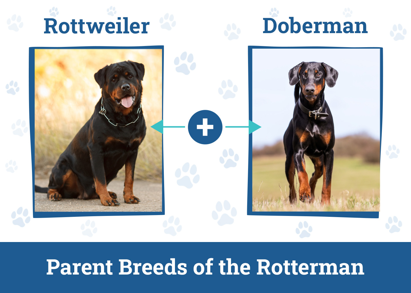 Parent Breeds of the Rotterman