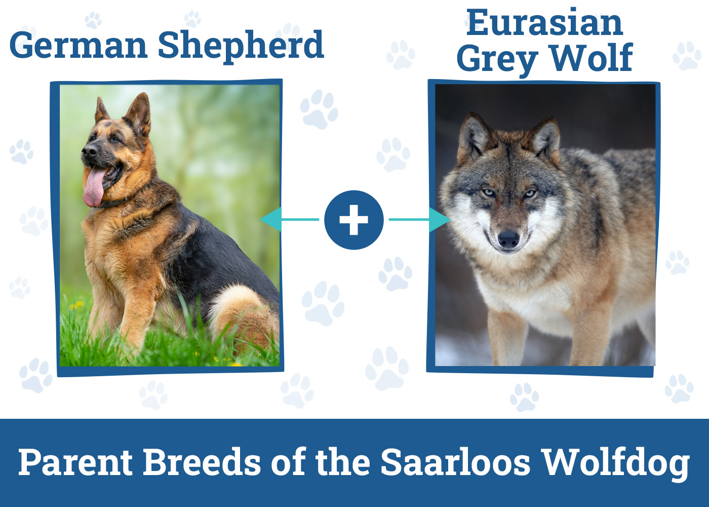 Parent Breeds of the Saarloos Wolfdog