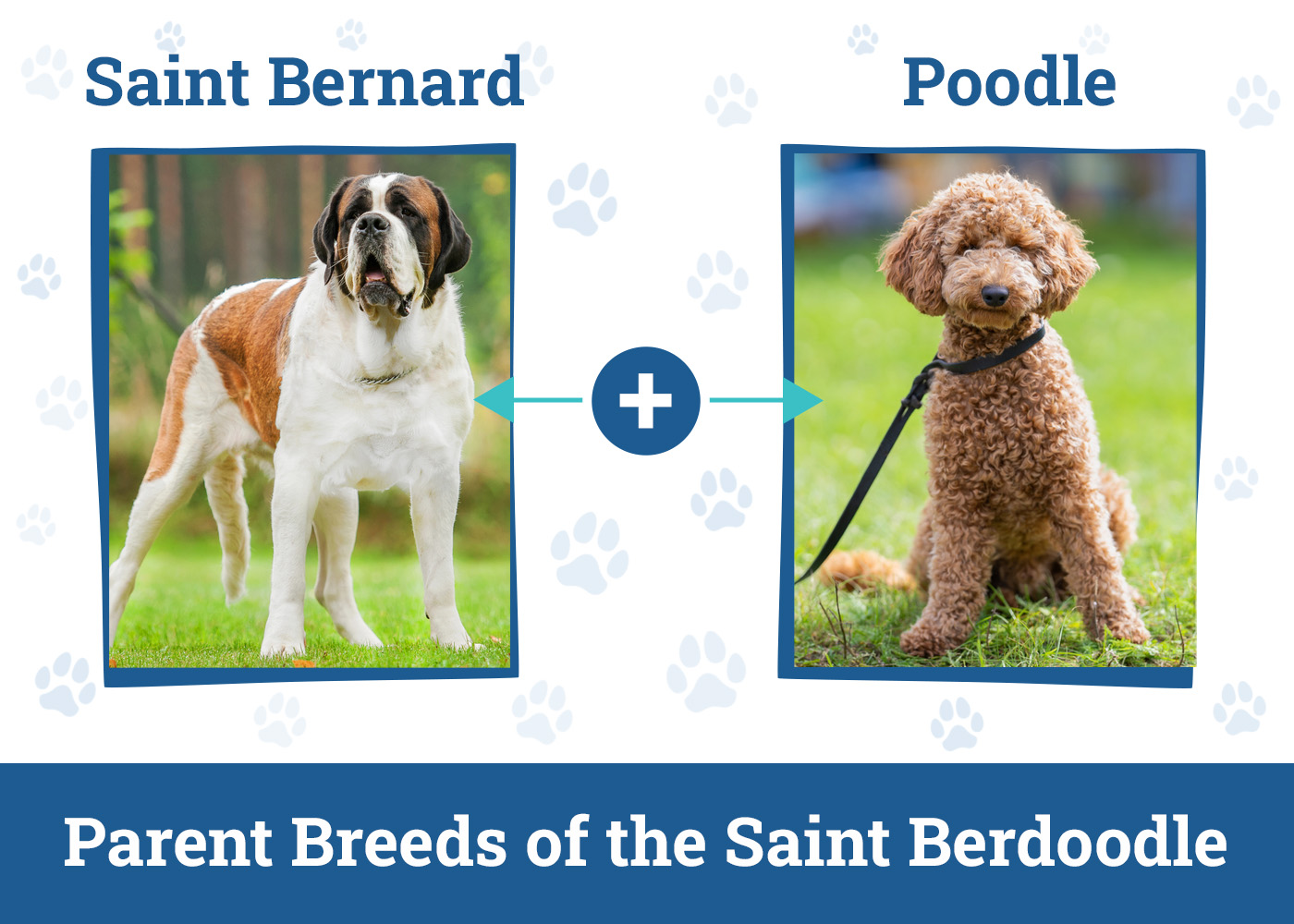 Parent Breeds of the Saint Berdoodle