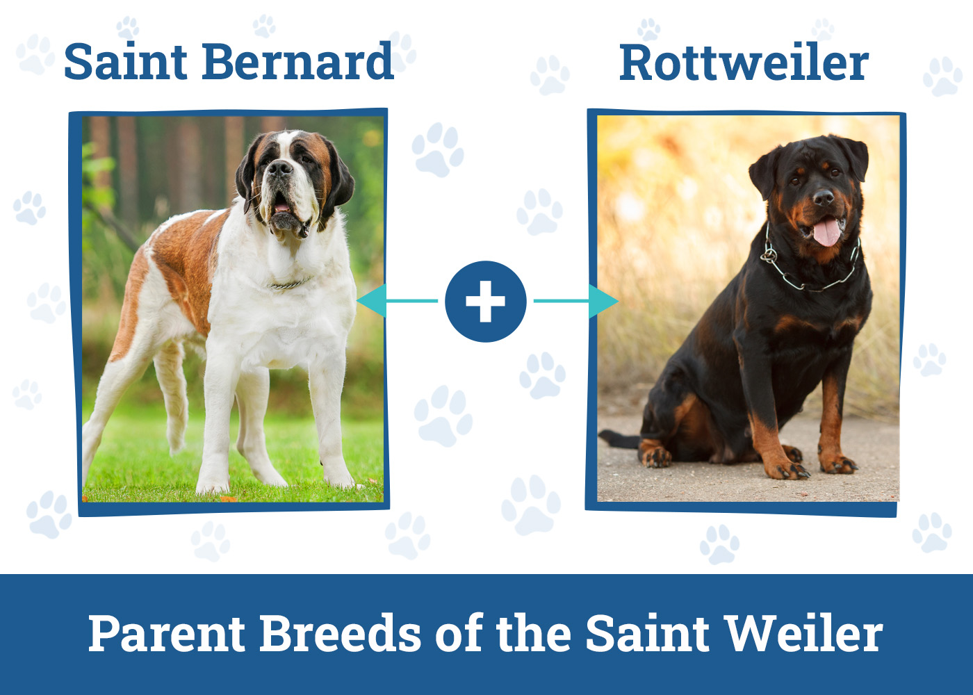 Parent Breeds of the Saint Weiler