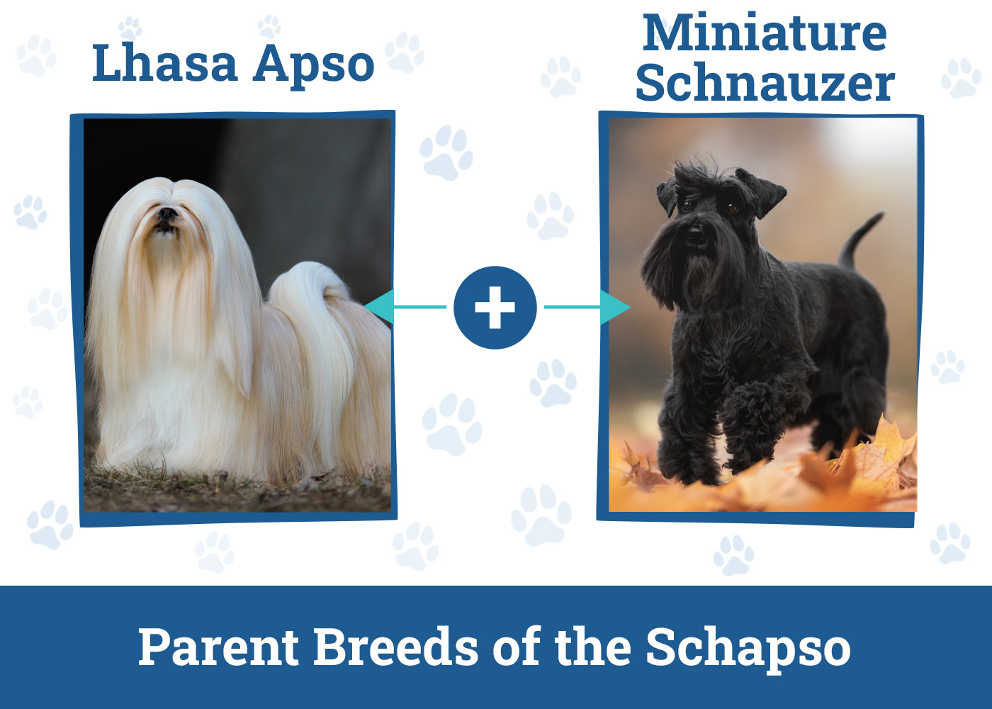 Parent Breeds of the Schapso