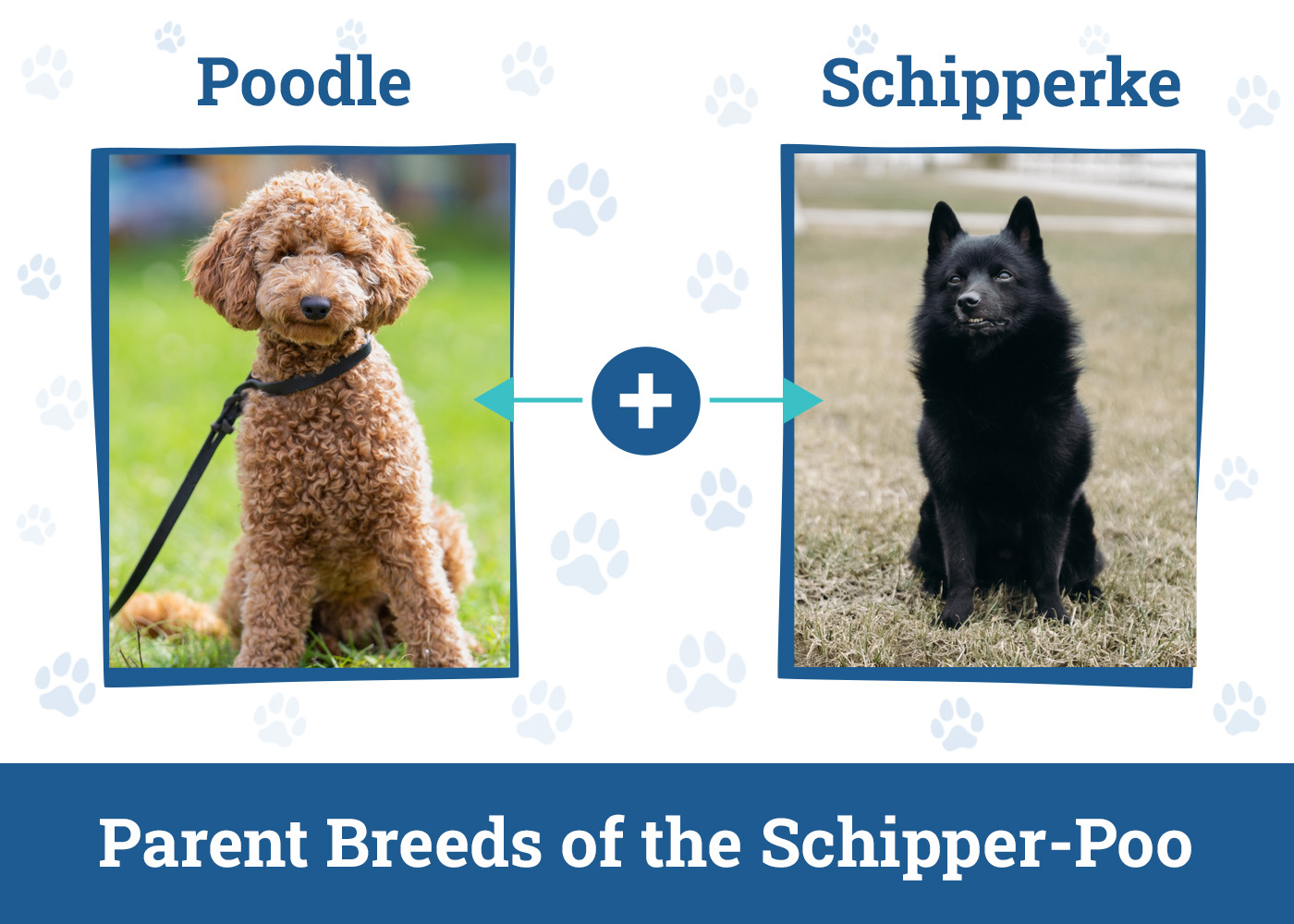 Parent Breeds of the Schipper-Poo