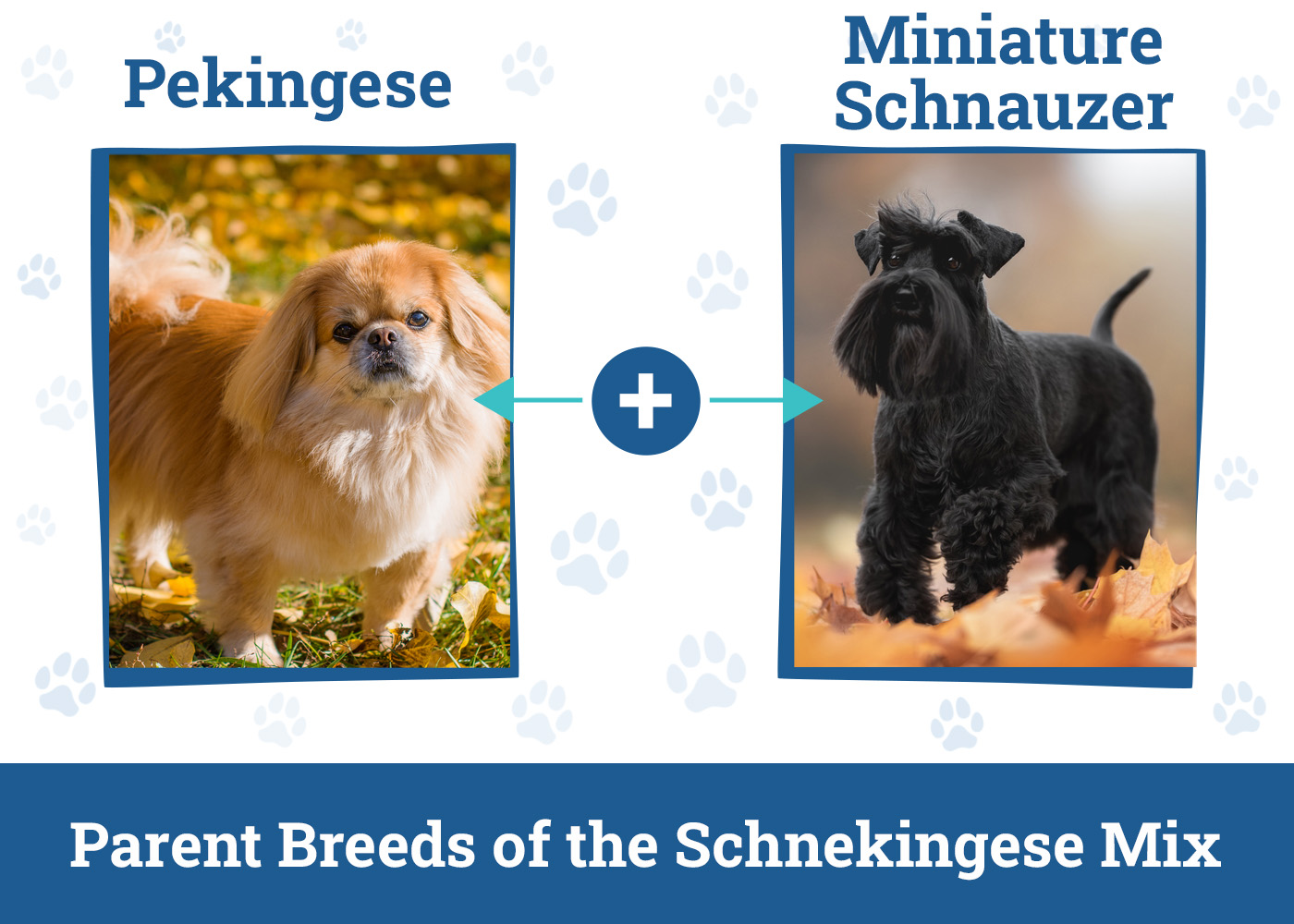 Parent Breeds of the Schnekingese Mix