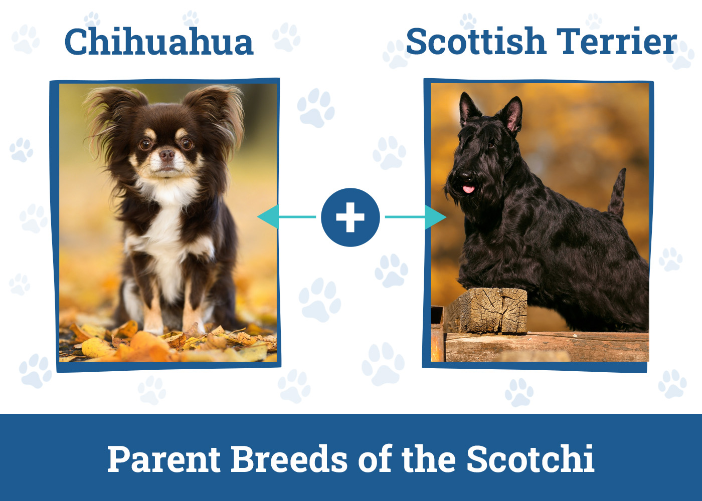 Parent Breeds of the Scotchi