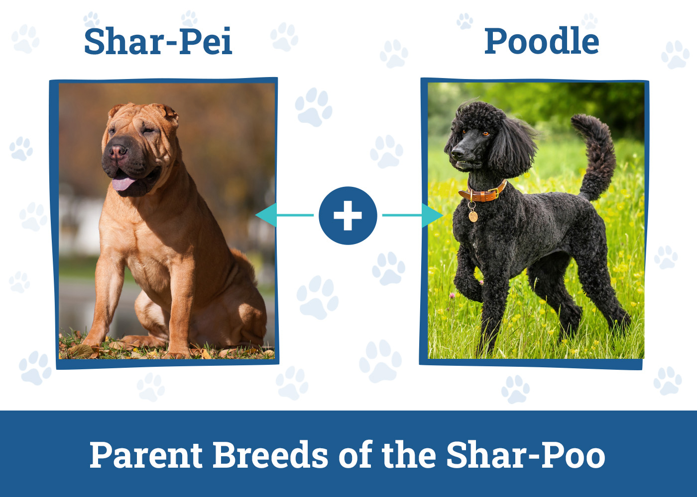 Parent Breeds of the Shar-Poo
